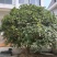 35年的结子桂花