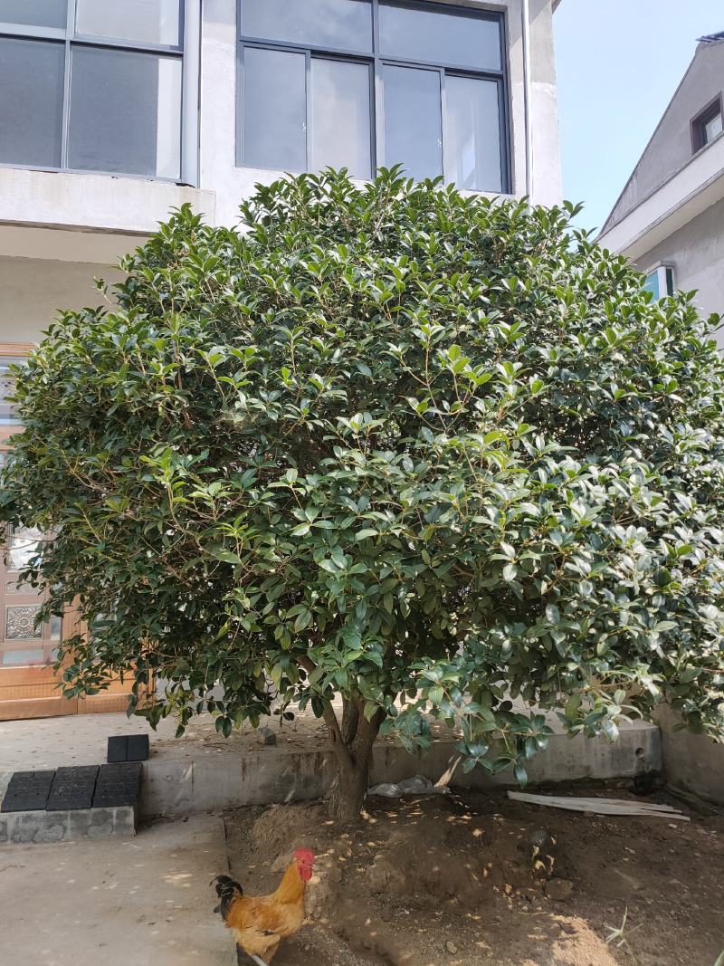 35年的结子桂花