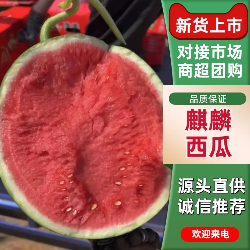 【精选】夏邑麒麟西瓜产地直供价格公道可视频看货全国发货