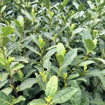 龙井茶