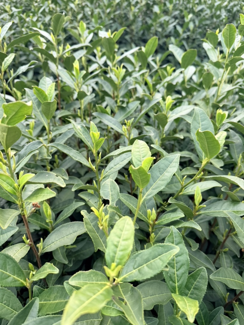 龙井茶