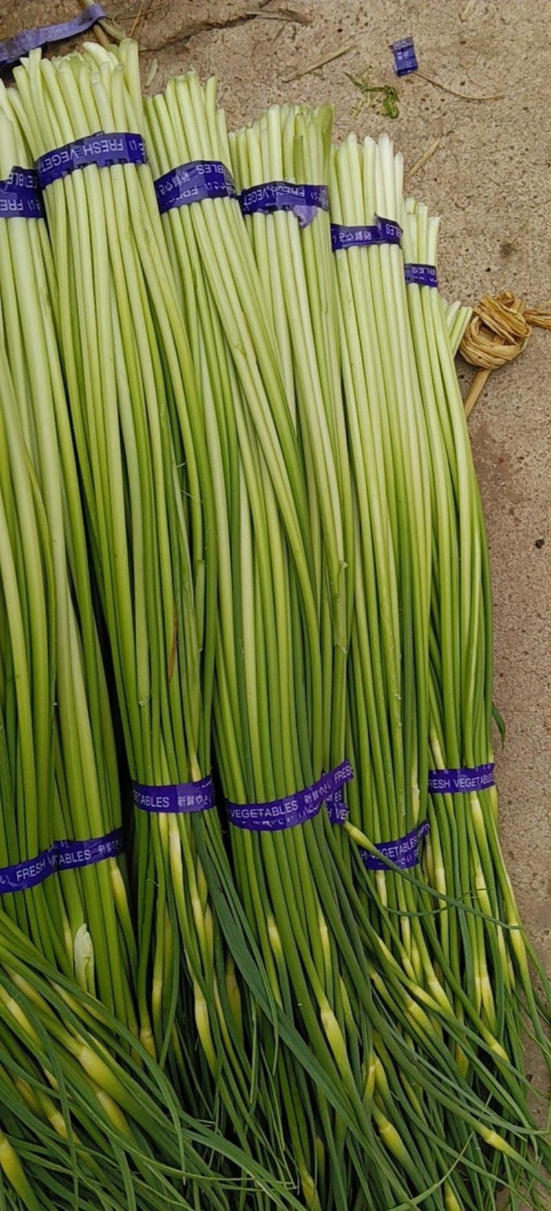 邳州精品白帽蒜苔适合每个大市场