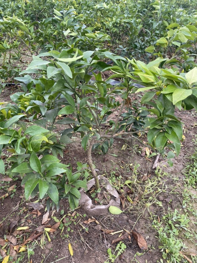 【苗圃直供】爱媛38号果冻橙成品大树苗规格齐全欢迎咨询