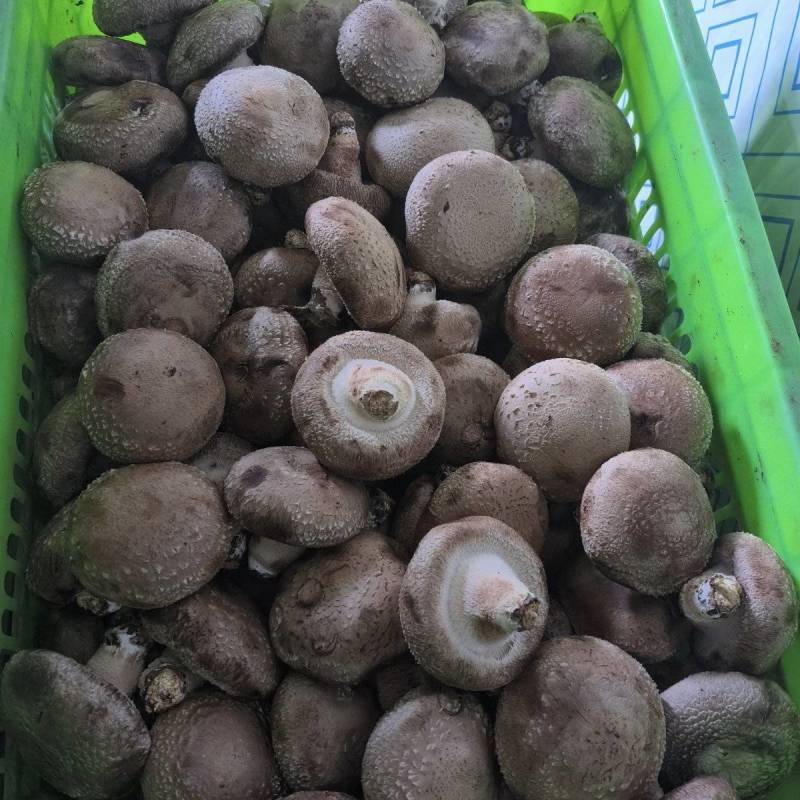 鲜香菇