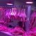 北京新发地批发羊肉每天纯鲜羊鲜发有当天合格检疫