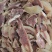 新鲜牛头肉切片
