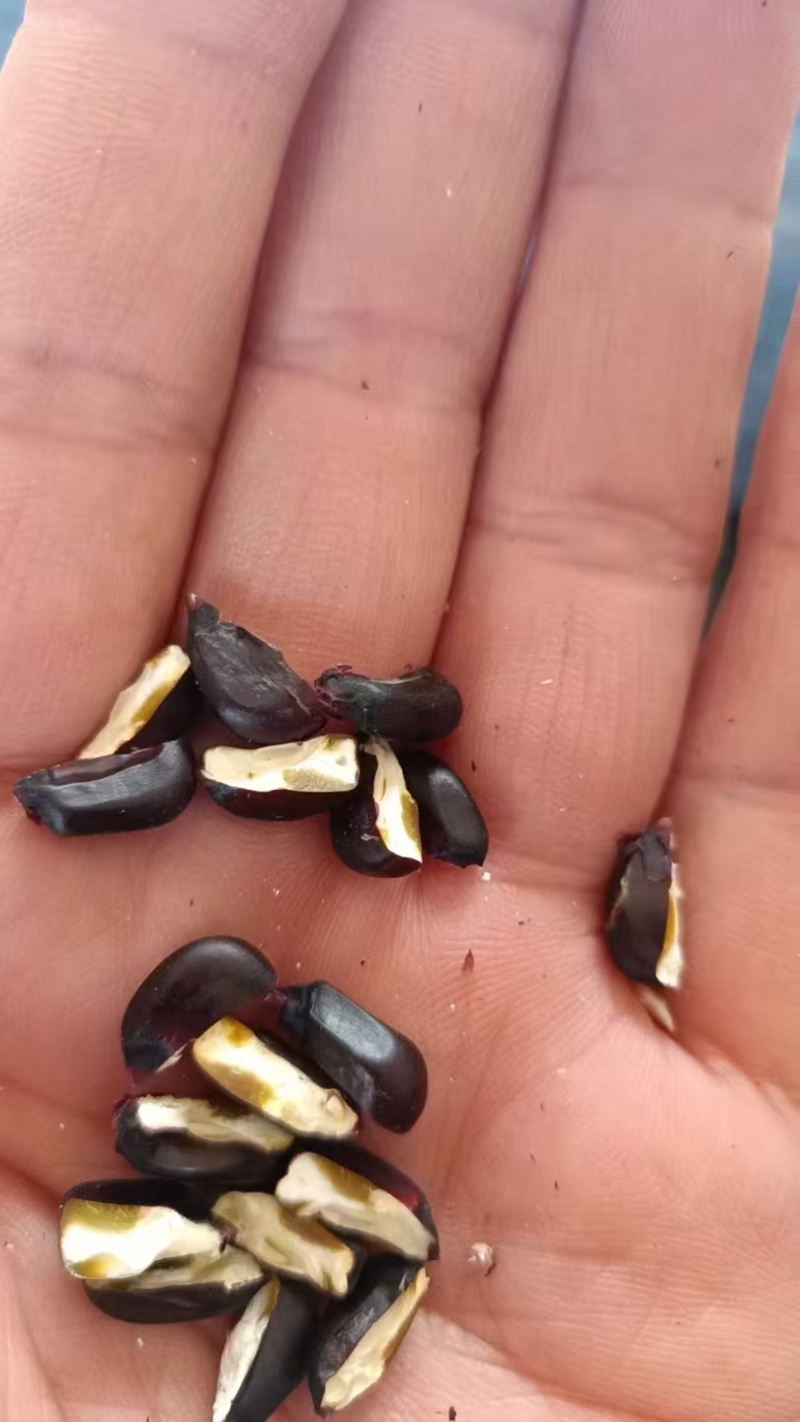 花青素黑糯干籽粒