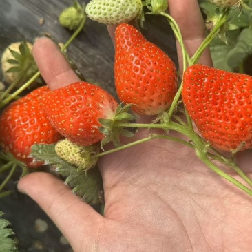 香野草莓