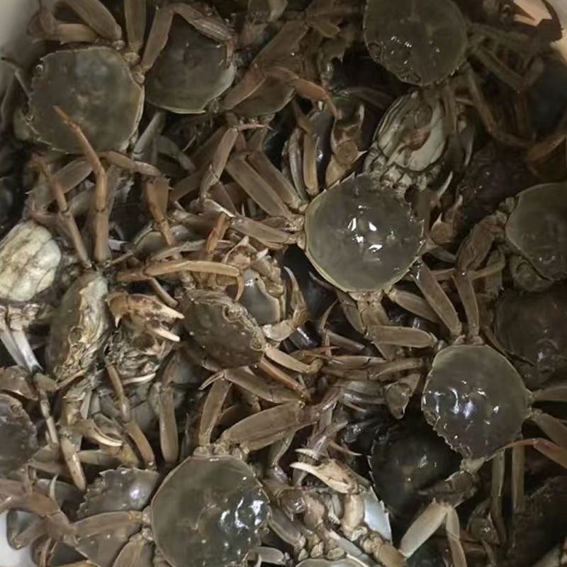 兴化红膏大闸蟹塘主自卖很优惠喜欢的可以对接