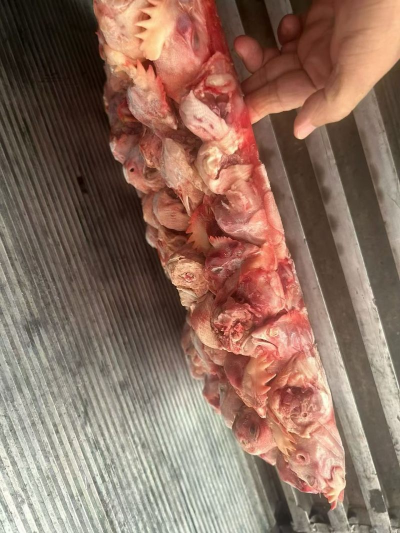 饲料鸡头1000+