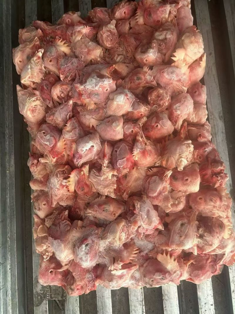 饲料鸡头1000+