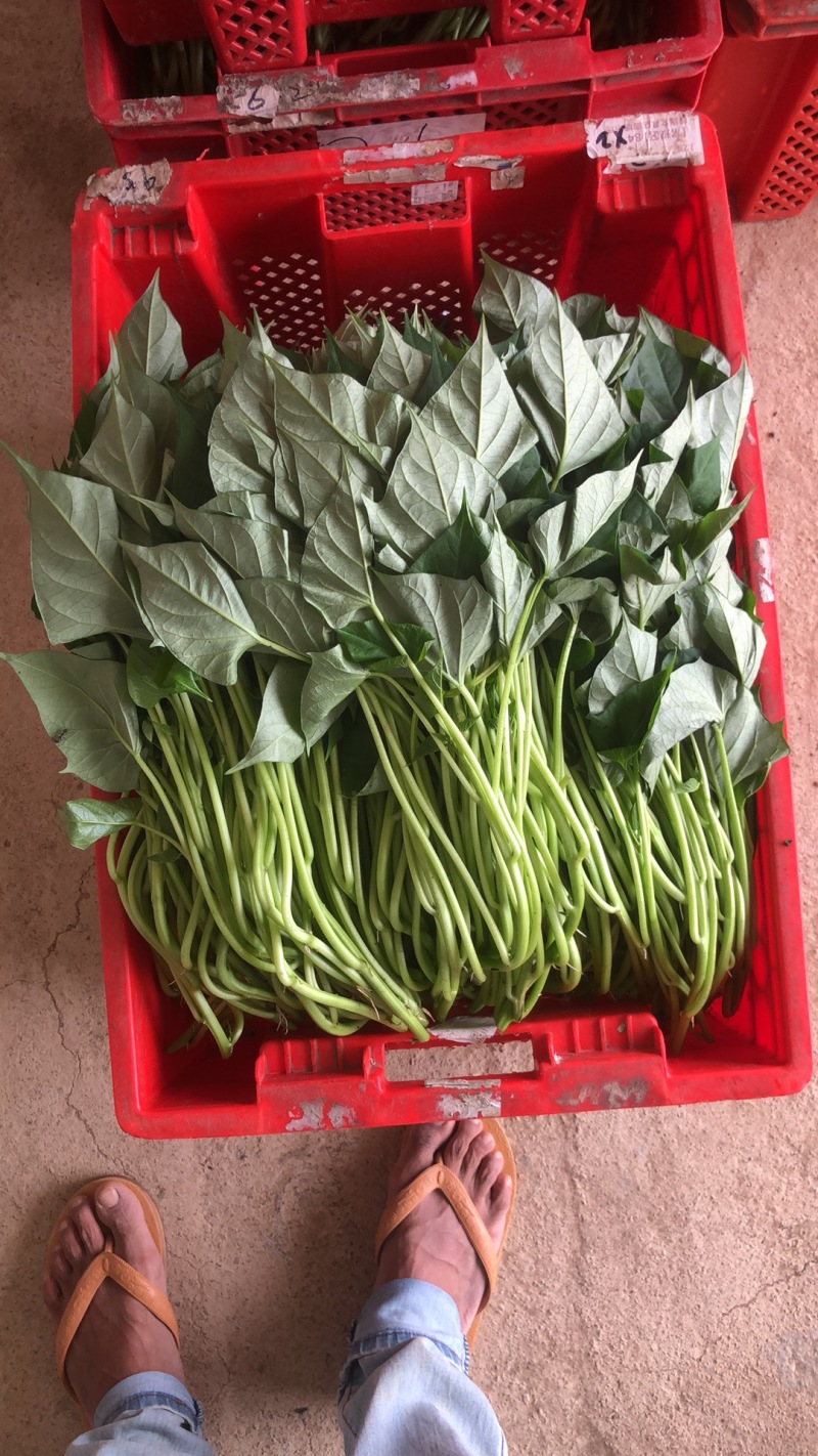 好吃不贵，“薯”你美味。南宁2026新鲜番薯叶产地直销