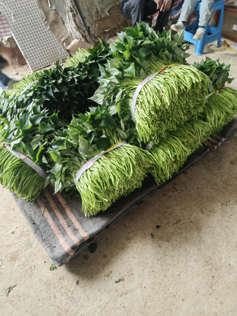 好吃不贵，“薯”你美味。南宁2026新鲜番薯叶产地直销