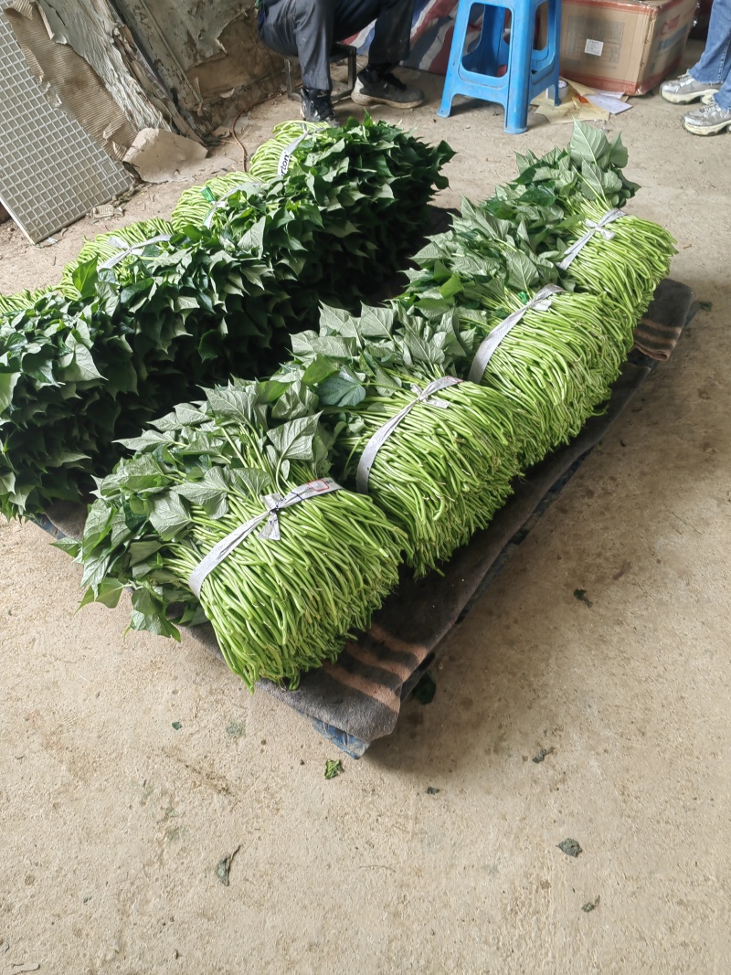 好吃不贵，“薯”你美味。南宁2026新鲜番薯叶产地直销