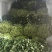 好吃不贵，“薯”你美味。南宁2026新鲜番薯叶产地直销
