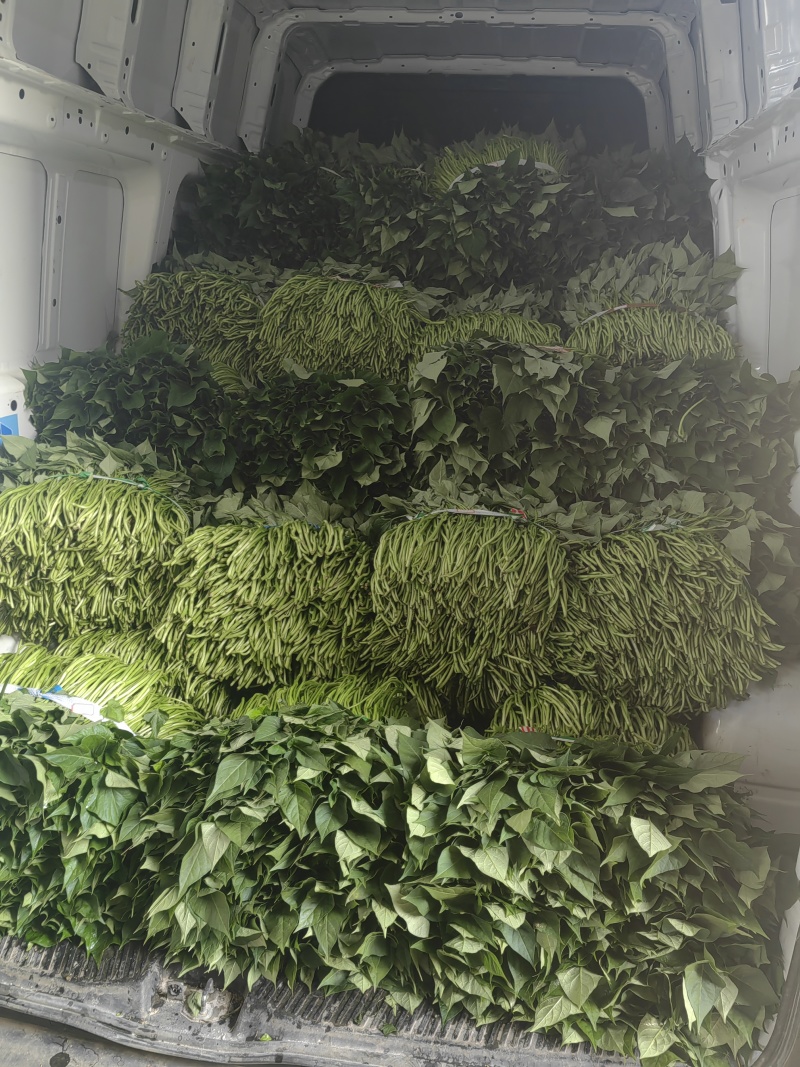 好吃不贵，“薯”你美味。南宁2026新鲜番薯叶产地直销