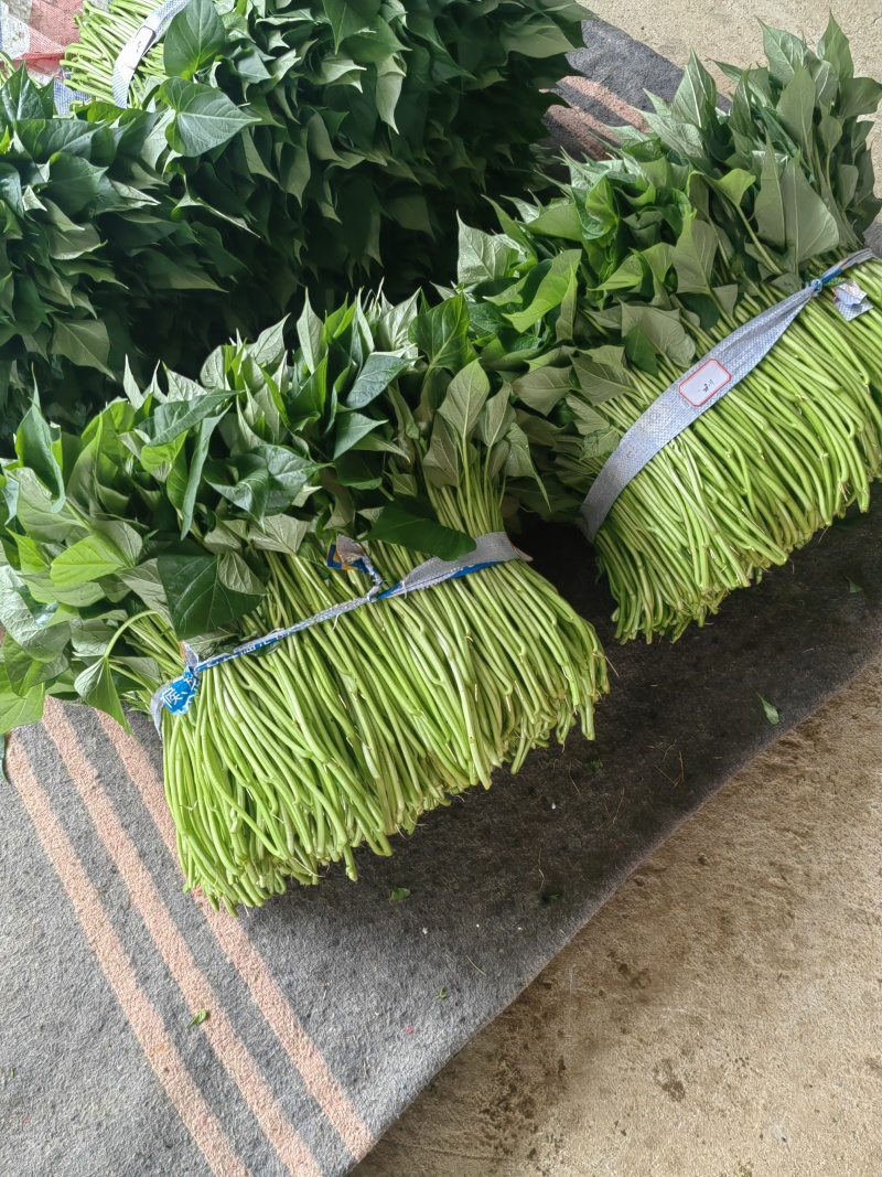 好吃不贵，“薯”你美味。南宁2026新鲜番薯叶产地直销
