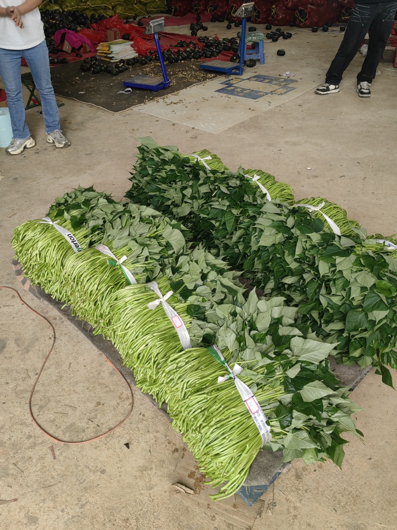 好吃不贵，“薯”你美味。南宁2026新鲜番薯叶产地直销