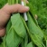 自家基地，头茬二茬豌豆苗365天不间断供应。