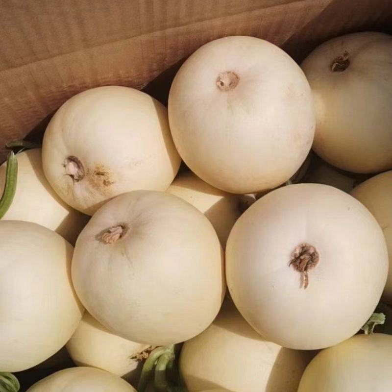 【精选】白莎蜜甜瓜安徽砀山小白瓜脆甜多汁量大优惠