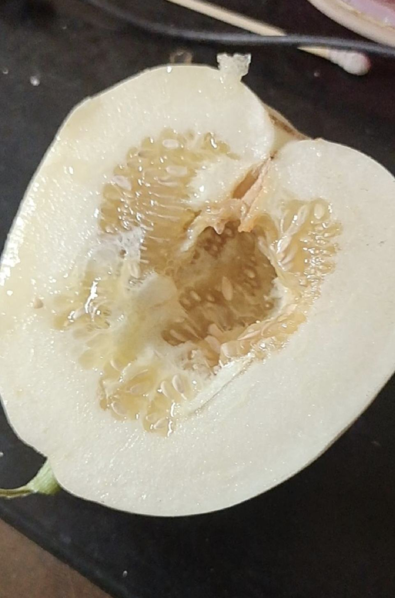 【精选】白莎蜜甜瓜安徽砀山小白瓜脆甜多汁量大优惠