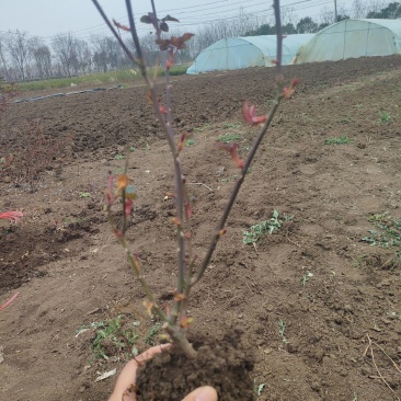 地栽苗月季花