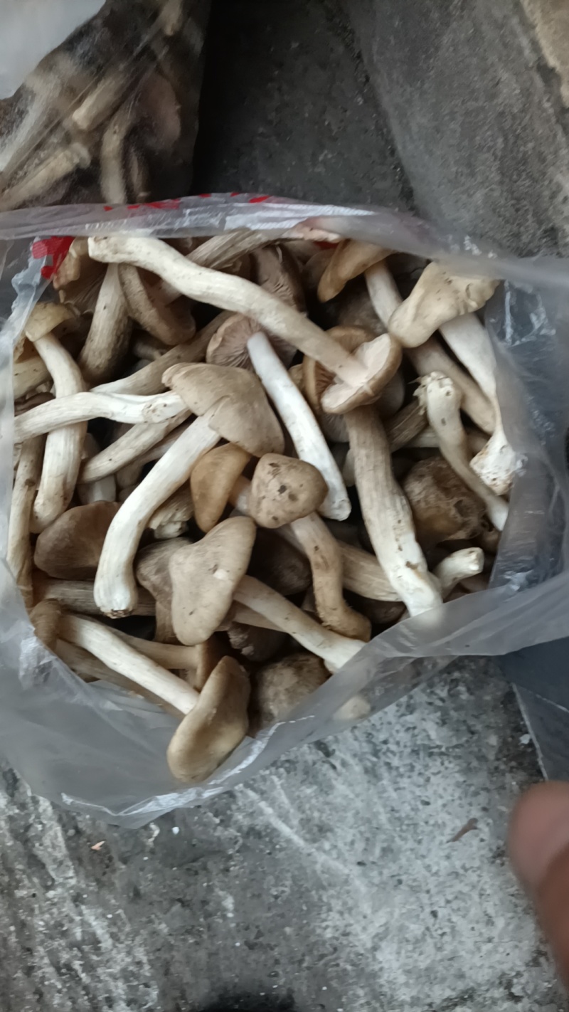 乌梅菌子