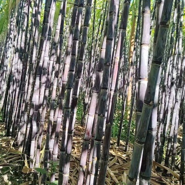 云南黑皮甘蔗，产地直发，可视频看货，价格可谈，量大优惠，