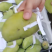 大青芒，欢迎砸单