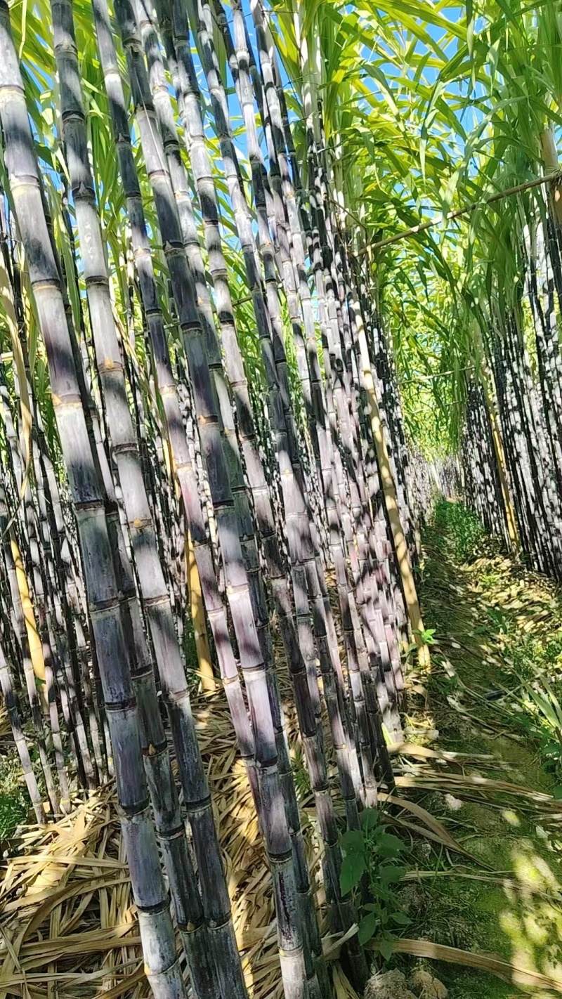 云南黑皮甘蔗，产地直发，可视频看货，价格可谈，量大优惠，
