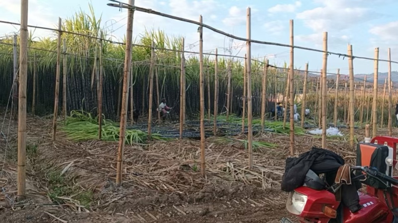 云南黑皮甘蔗，产地直发，可视频看货，价格可谈，量大优惠，