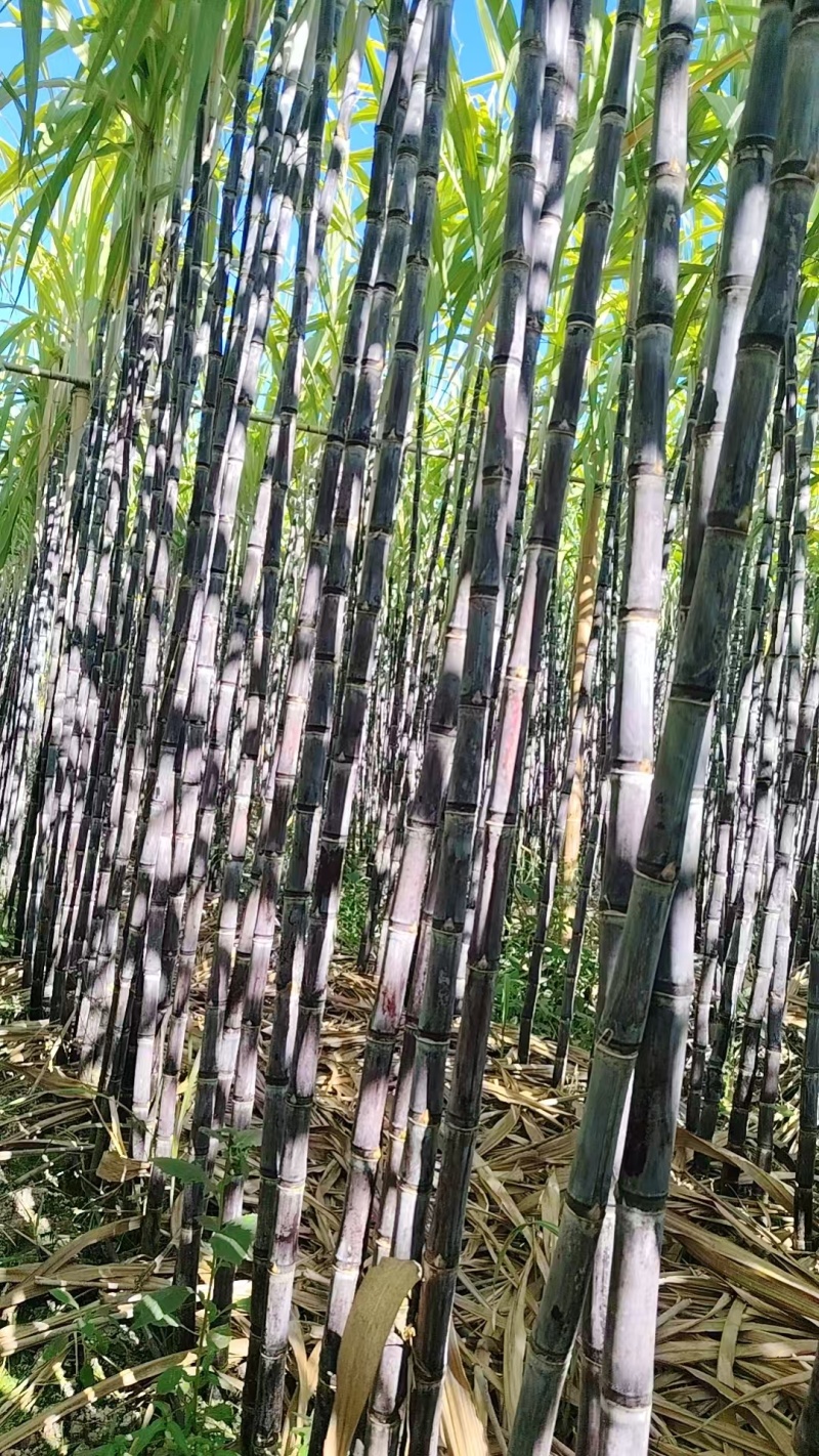 云南黑皮甘蔗，产地直发，可视频看货，价格可谈，量大优惠，
