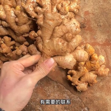 精品红土老姜市场货红土老姜可全国发车保质保量