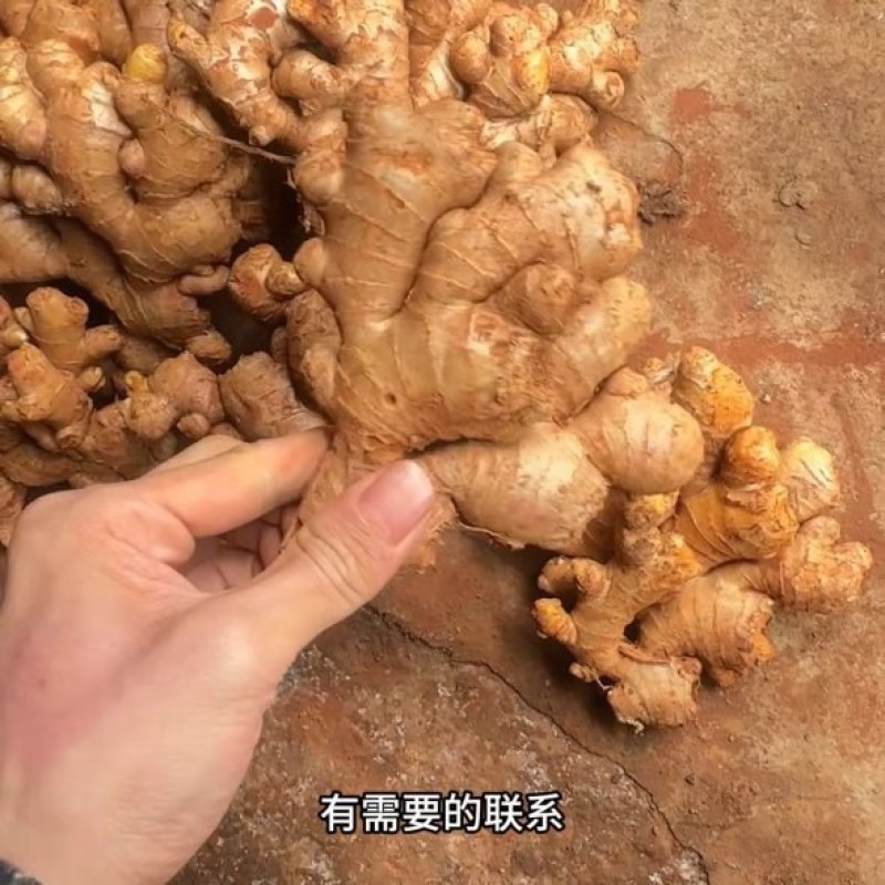 精品红土老姜市场货红土老姜可全国发车保质保量