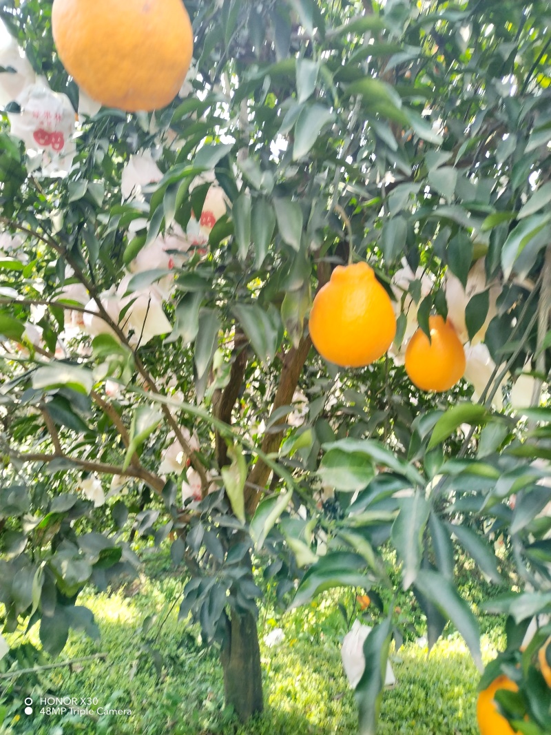 春枧耙耙柑