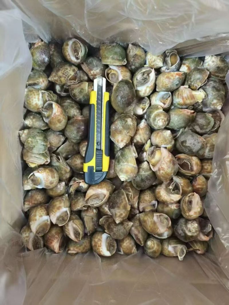 冻花螺新鲜出炉