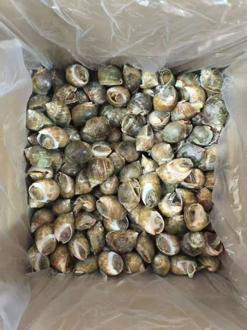 冻花螺新鲜出炉