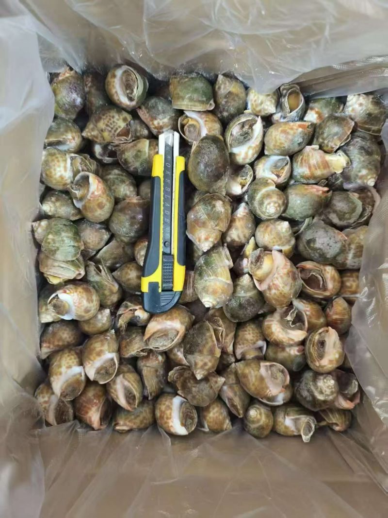 冻花螺新鲜出炉
