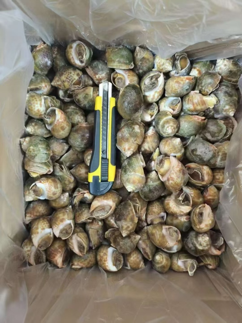 冻花螺新鲜出炉