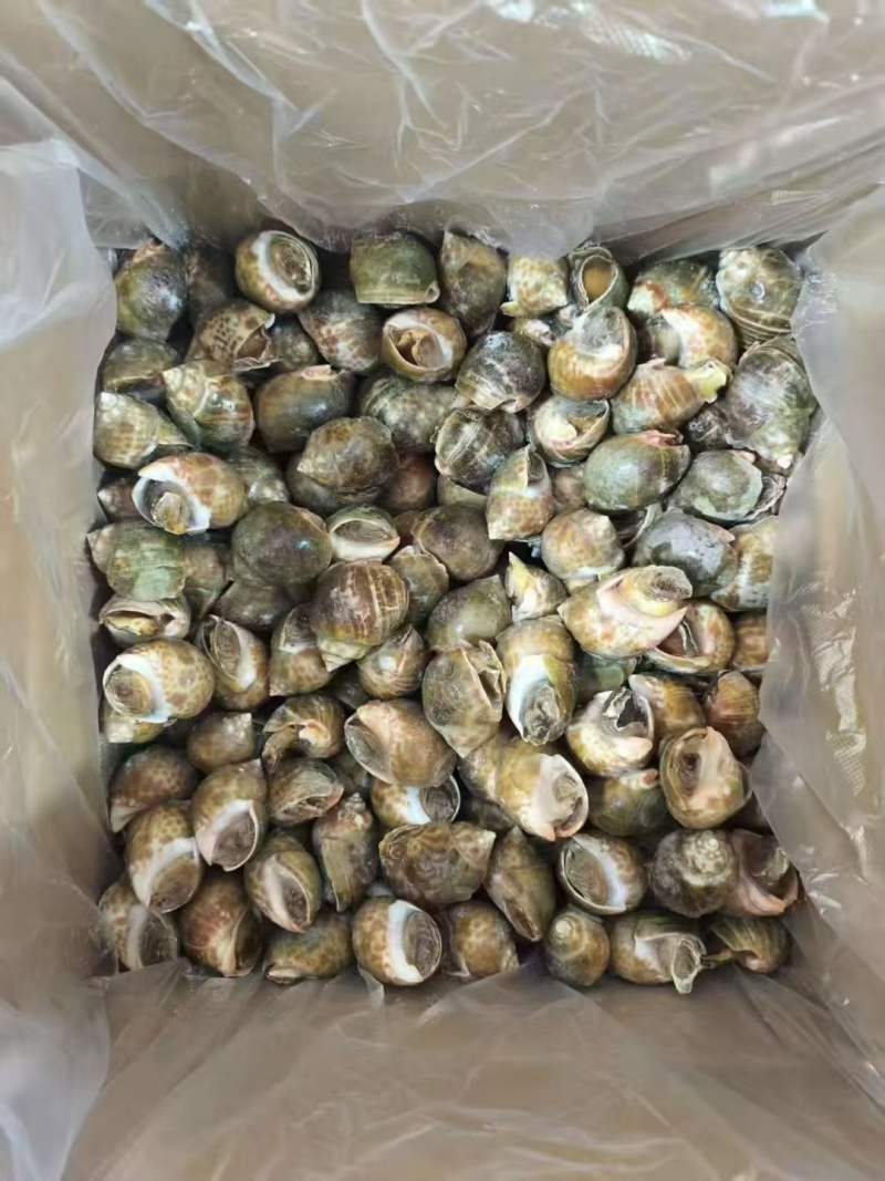 冻花螺新鲜出炉