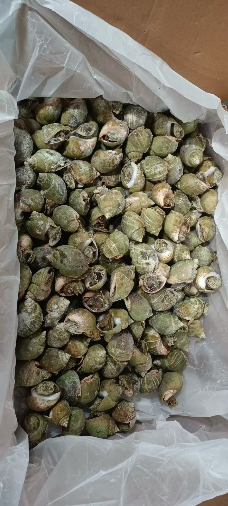 冻花螺新鲜出炉