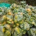 云南正宗红心木瓜保证质量大量现货【电商代发】