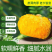 《贝贝南瓜》广西沙地种植/一件代发/电商直播供应链货源