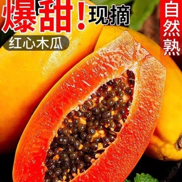 云南正宗红心牛奶木瓜大量现货批发整车【支持电商一件代发】