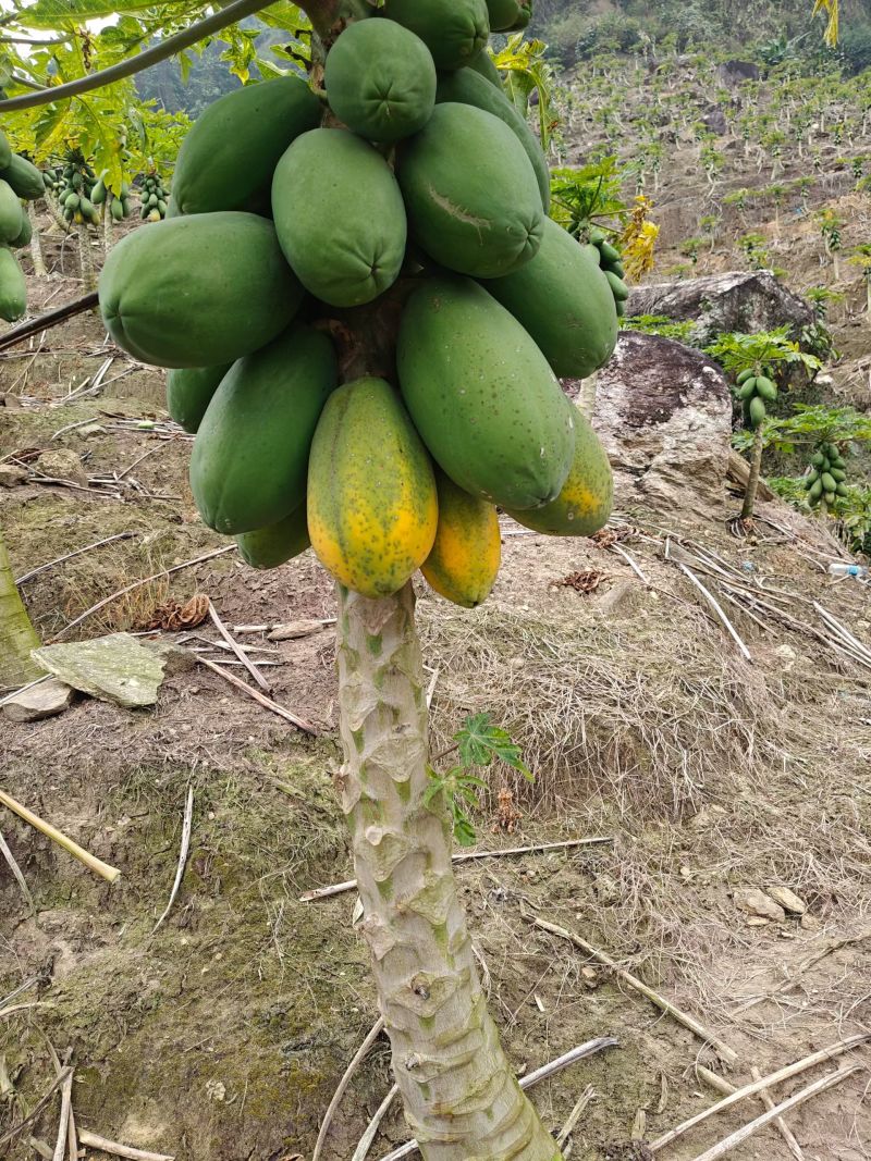 云南正宗红心牛奶木瓜大量现货批发整车【支持电商一件代发】