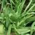 韭菜/大叶韭菜/云南昆明大叶韭菜种植基地/大量供货