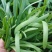 韭菜/大叶韭菜/云南昆明大叶韭菜种植基地/大量供货