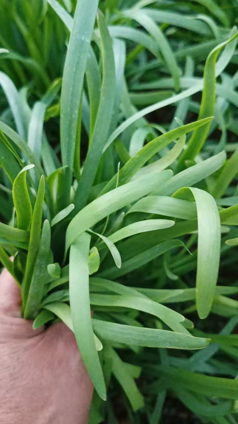 韭菜/大叶韭菜/云南昆明大叶韭菜种植基地/大量供货