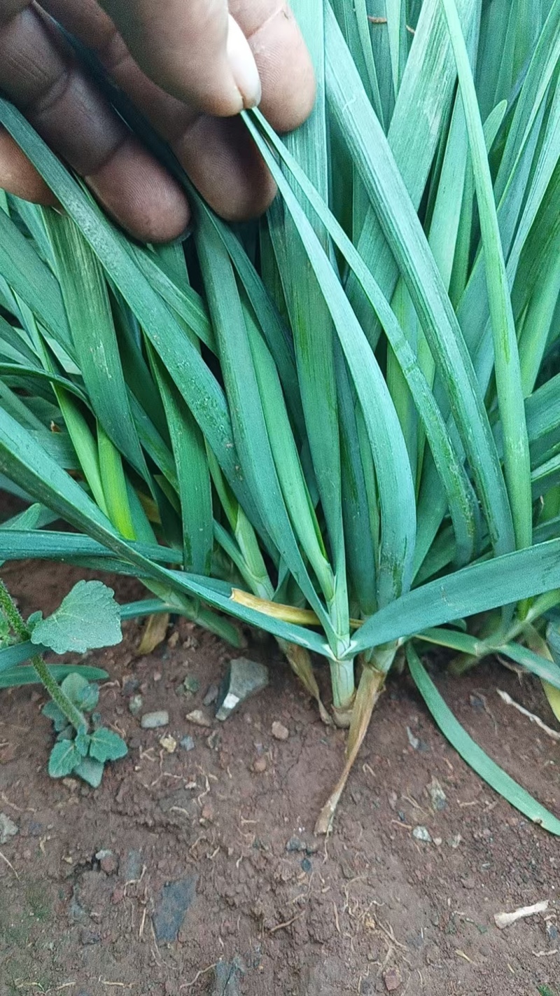 韭菜/大叶韭菜/云南昆明大叶韭菜种植基地/大量供货