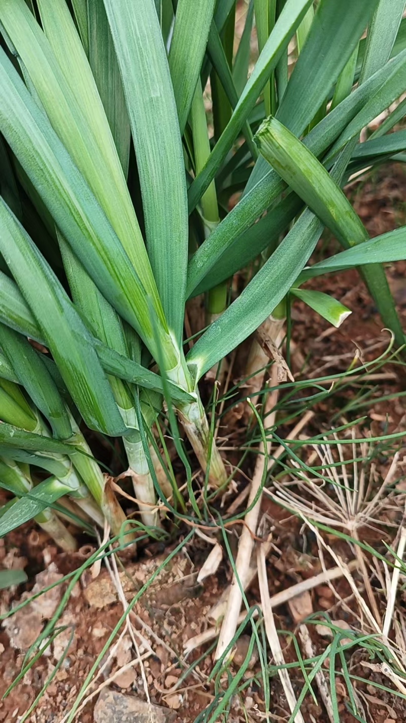韭菜/大叶韭菜/云南昆明大叶韭菜种植基地/大量供货